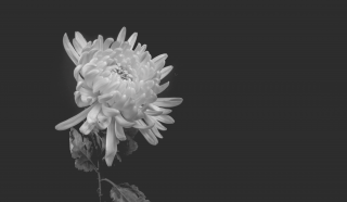 thumb_320_200_e37ec313fed692ac001dcfde2a574ff8